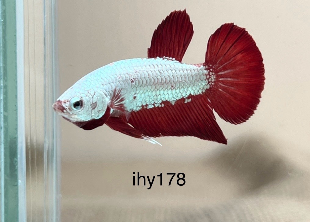 LiVe BeTtA FisH HMPK **ReD DraGon** {Imported Male} ~ (ihy178)
