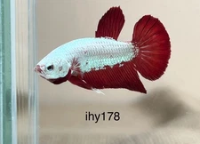 LiVe BeTtA FisH HMPK **ReD DraGon** {Imported Male} ~ (ihy178)