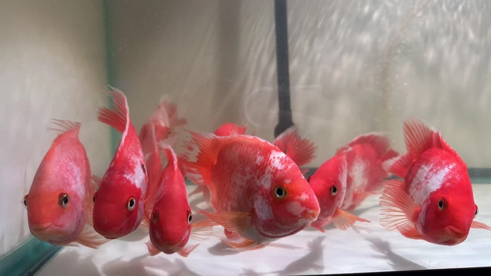 Super Red KingKing Koi parrot 5.5 To 6” – Vibrant Aquarium Fish – Overnight Ship - Image 3 of 4