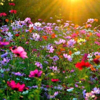100 % Wildblumensamen Mischung duftend KEIN GRAS Schmetterling Wiese Garten Zwerg UK