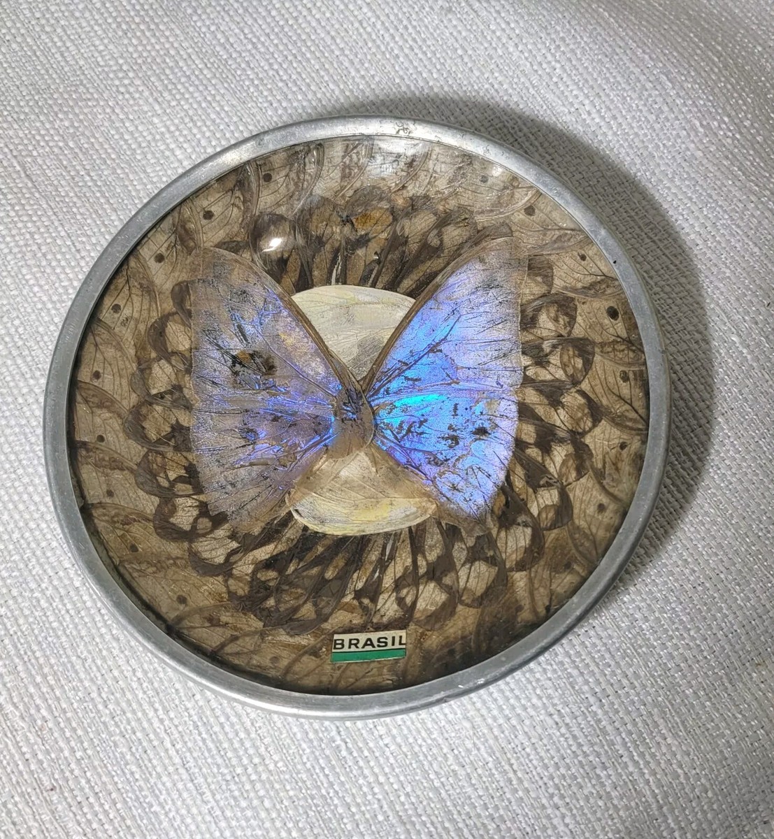 Vintage Blue Morpho Butterfly Wing Plate, Art Wall Hanging Decor
