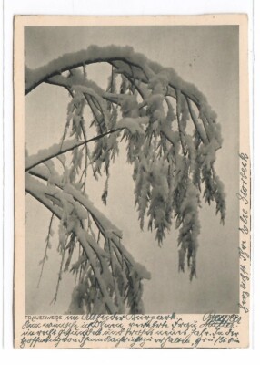 16418 - Defner Phot. Weeping Willow in Winter * 1938
