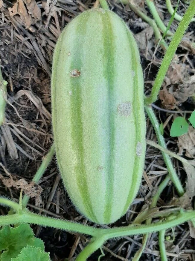 Picture 1 of 1