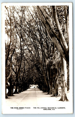 POSTKARTE FIG AVENUE BOTANISCHE GARDENS ADELAIDE AUSTRALIA ROSE SERIE P 9236 RPPC