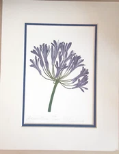 Agapanthus Flower Print Signed Lithograph Ltd Edition 112/1000 M Naslund
