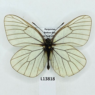 Pieridae, Aporia crataegi, male, A2-, Kyrgyzstan