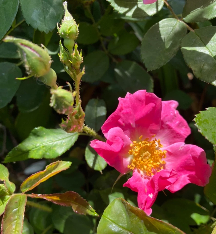 Floribunda Rose 'Brilliant Pink Iceberg' 3 Cuttings For Grafts QUICK FREE SHIP - Image 2 of 4