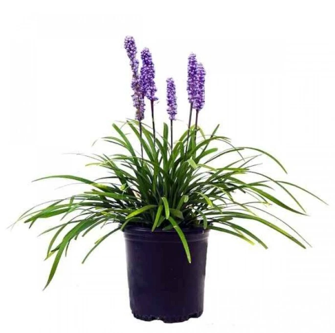 Planta viva Liriope Muscari Grass Big Blue Lilyturf de 7-12 pulgadas de alto maceta de 1 galón Foto 4 de 4