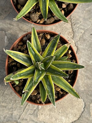 Agave victoria reginae Variegata KAZO BABA