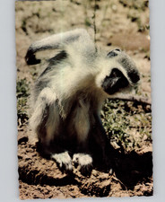 Vervet Monkey The Quaint Little Vervet Monkey Postcard