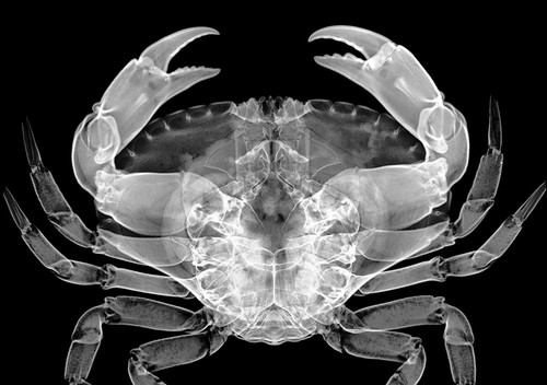 VET SETS A or B or C or D 6x animal X-RAYs imaged onto film lightbox radiography - Picture 29 of 34