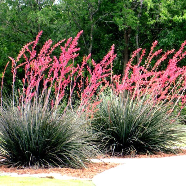 25 RED YUCCA SEEDS (Hesperaloe parviflora) Hummingbird