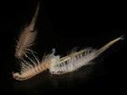 120,000 Fairy Shrimps Cysts Eggs Betta Guppy Discus Tropical Fish Fresh Water