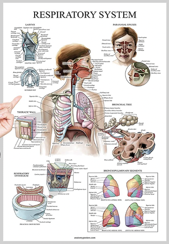 Poster anatomico del sistema respiratorio laminato 18" x 27" - Foto 2 di 2
