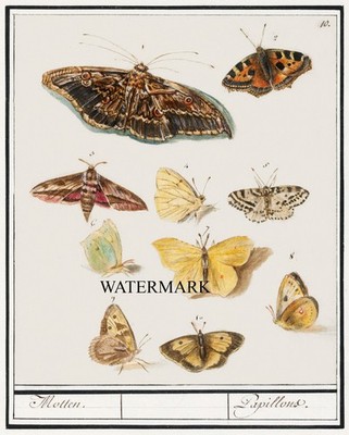 1590s Boodt WC Natural History Emperor Rudolf II REPRO Pl-10 Butterflys Moths