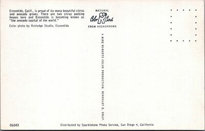Citrus Avocado Groves Escondido California Postcard C6043 Unposted
