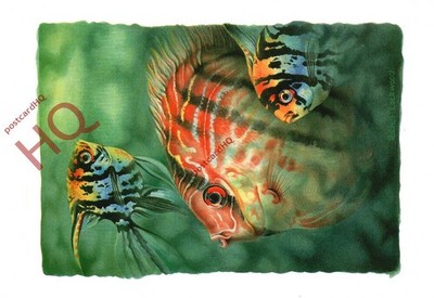 Ansichtskarte - Fisch, Engel und Diskus, Rachel Lockwood