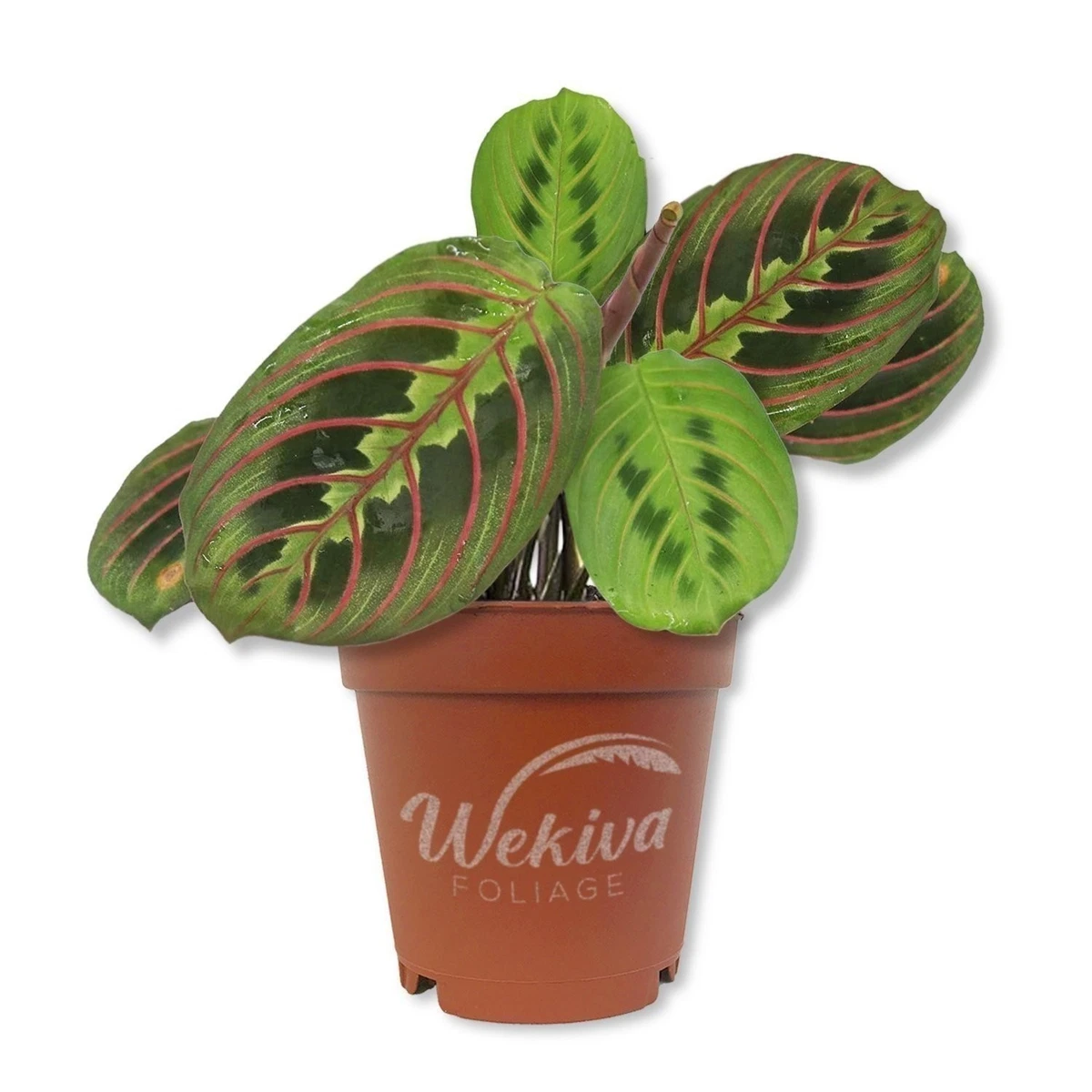 succulents that cascade String of Bananas Hanging Succulent in 6