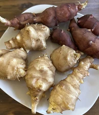 PREORDER FREE SHIPPING: 6 Jerusalem Artichoke Tubers for Planting