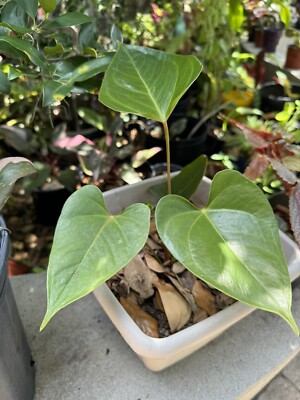 Anthurium andraeanum Plant | eBay