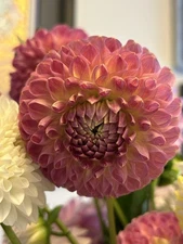 Dahlia Tuber Clearview Peachy