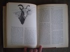 Alive in the Wild Edited by Victor H. Cahalane ©1970 Hardcover with Dust Jacket — photo 9