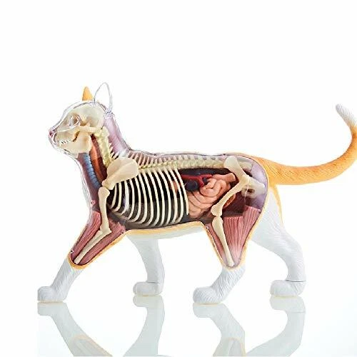Rompecabezas Skynet 3D VISIÓN 4D Disección Animal No.29 Disección Gato Modelo Naranja - Imagen 3 de 7