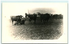 S02-8481, CATTEL HERD, REAL PHOTO POSTCARD