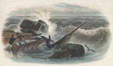 Marine Squale Requin Scie gravure originale Histoire Naturelle XIXe