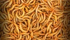 Live Mealworms - 50 - 10,000 - Large 3/4" - 1" - Reptile Food