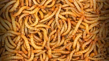 Live Mealworms - 50 - 10,000 - Large 3/4" - 1" - Reptile Food
