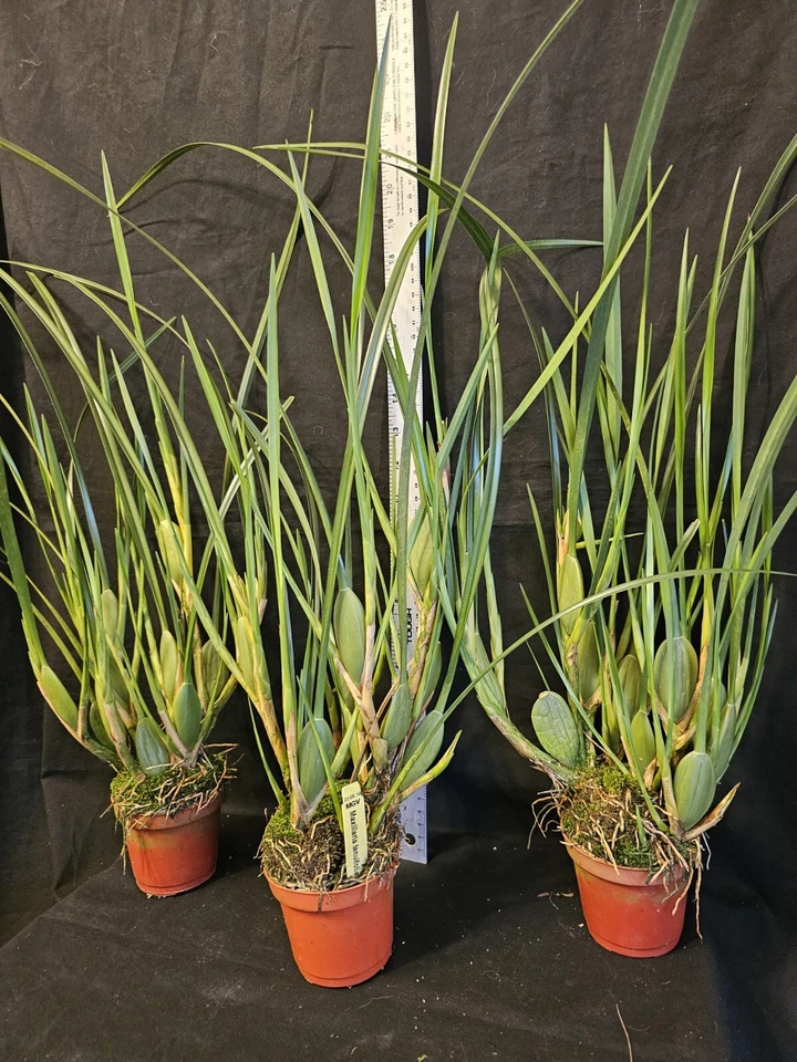 Maxillaria tenuifolia. La orquídea del coco. Especie de orquídea de gran tamaño de floración Foto 4 de 4