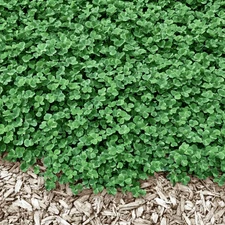 Micro Clover Seeds, Heirloom Lawn Alternative, Grass Supplement, USA Grown