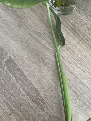 Monstera Burle Marx Flame | Collector | Rare | Cutting Roots | House Plant - Picture 4 of 11
