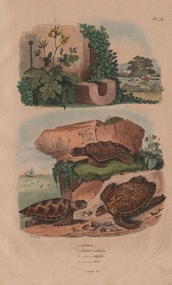 Unechte Karettschildkröten, Grün & Karettschildkröten. Chelonia Caretta. Tetterkraut 1833