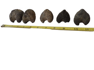 5 Fossilized False Ark Shell Clams - Cucullaea Gigante