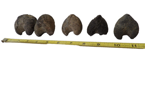 5 Fossilized False Ark Shell Clams - Cucullaea Gigante