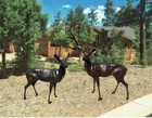LIFE SIZE CAST ALUMINUM DEER - BUCK & DOE — photo 4