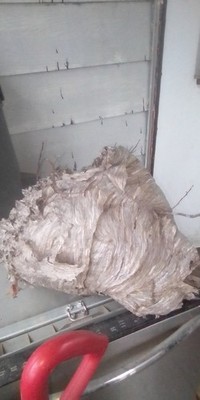 It's A Hornet's Nest About 1 Ft Long And 8in Wide good Shape