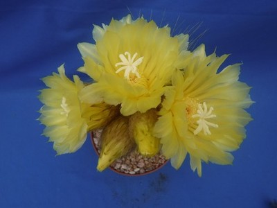 Notocactus leninghausii Cactus YELLOW Flower BLOOMING SIZE! LARGE! 11'' Tall K3