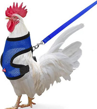 Chicken Harness Medium, Blue with Leash, Breathable, Adjustable, Comfortable f