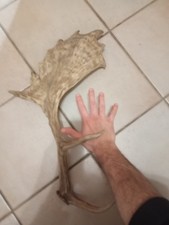 palco di daino corno di daino cervo alce