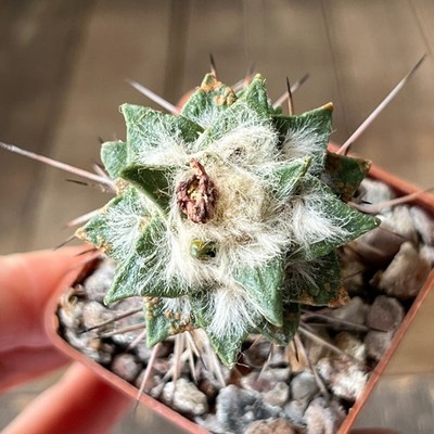 A1-1096 Cactus hybr (agavoides x kotschoubeyanus), grafted
