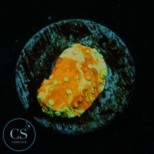 CS WWC GRAFTED MONTI - WYSIWYG LIVE CORAL