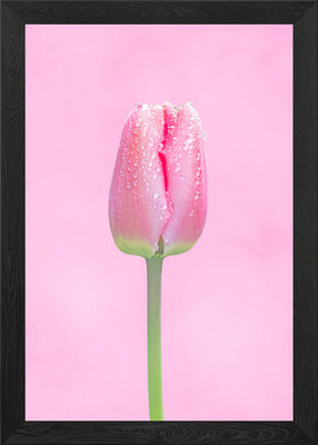 Süße rosa Tulpe gerahmtes Wandbild Poster Leinwanddruck Bild