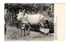 X766 India – Madras – Milkman and Cow – Early Unused Postcard
