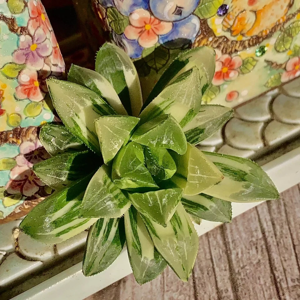 Rare Haworthia heidelbergensis Live Succulent Bare Root Indoor Home Decor Gift - Image 4 of 4