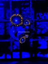CE- WYSIWYG Mystic Blue Zoanthid Frag Live Coral LPS SPS #R1GE15