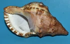 SEA SHELL - SHELLS - RANELLIDAE - RUBICUNDA 101mm