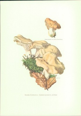 Pilze - Claus Caspari : Semmel-Stoppelpilz - Hydnum repandum. L. ex Fries Offset
